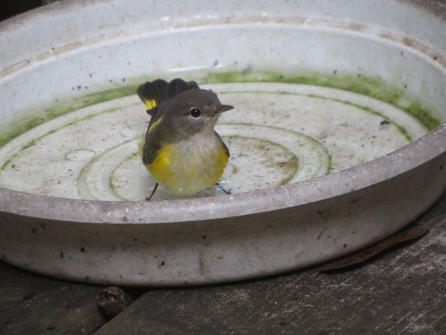 American Redstart