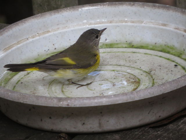 American Redstart