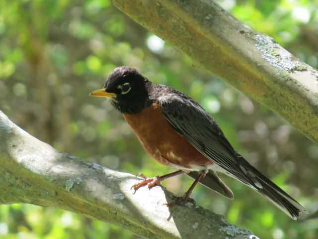 American Robin