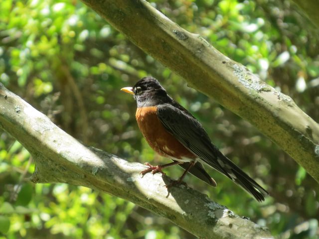 American Robin