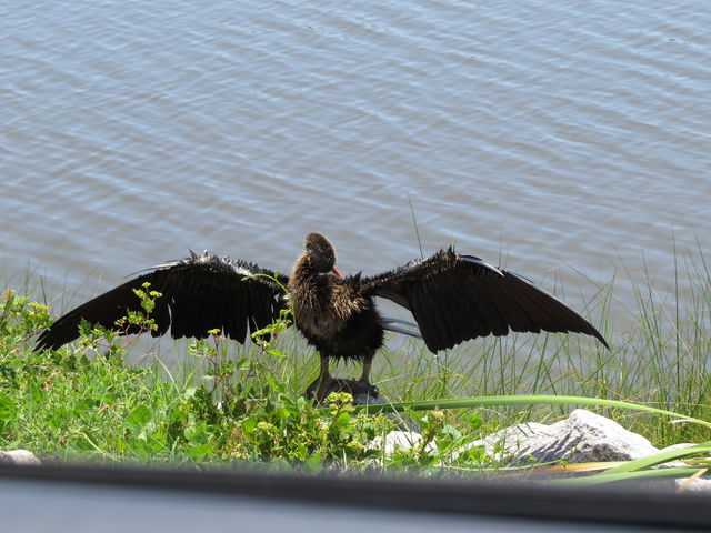 Anhinga