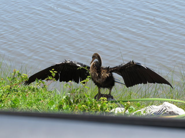 Anhinga