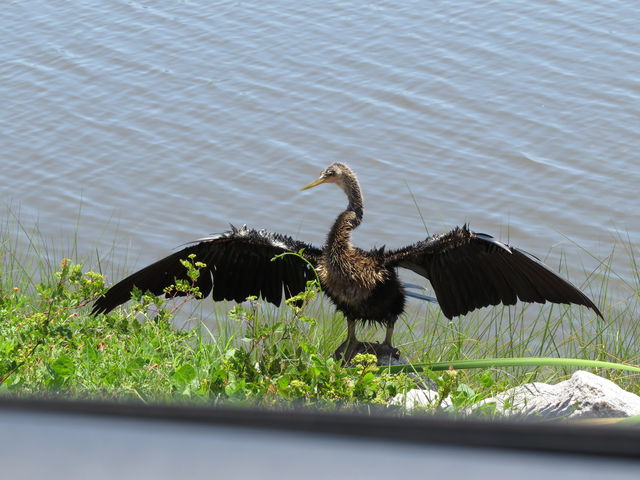 Anhinga