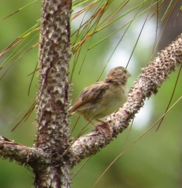 Bachman's Sparrow