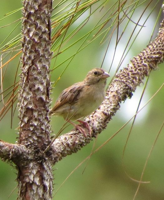 Bachman's Sparrow