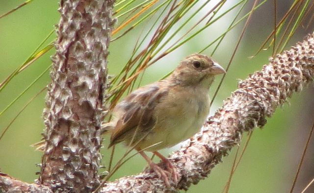 Bachman's Sparrow