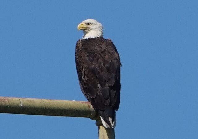 Bald Eagle