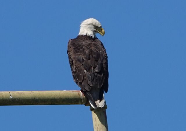 Bald Eagle