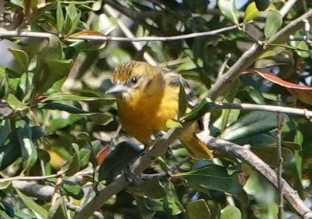 Baltimore Oriole