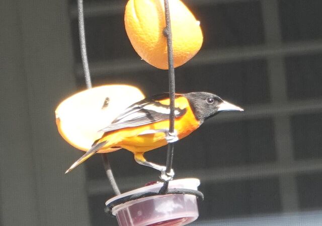 Baltimore Oriole