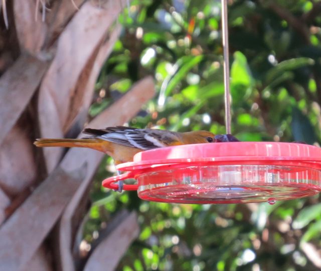 Baltimore Oriole
