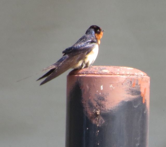 Barn Swallow