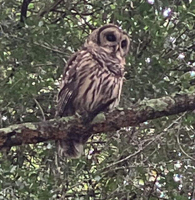 Barred Owl