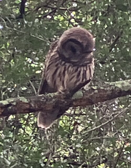 Barred Owl