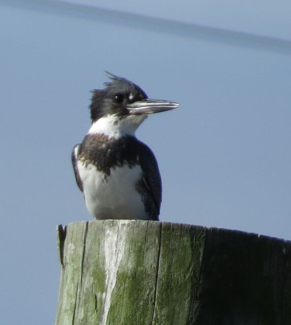 Belted Kingfisher