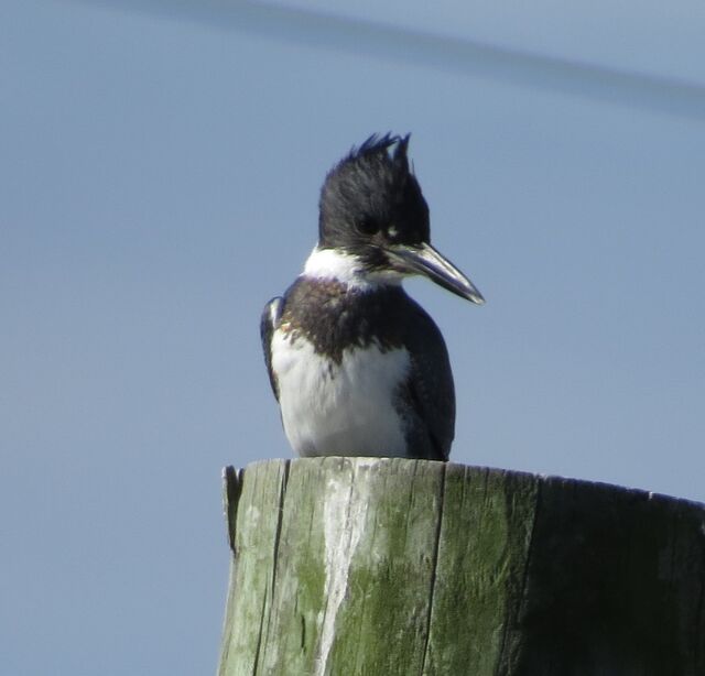 Belted Kingfisher