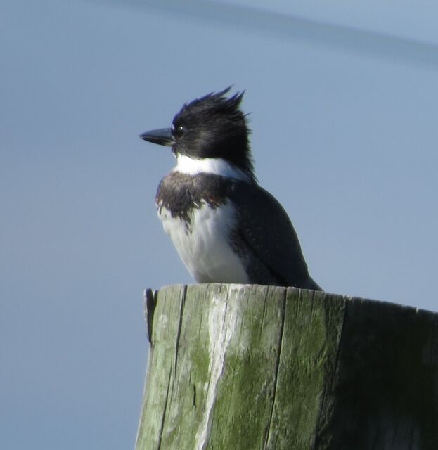 Belted Kingfisher