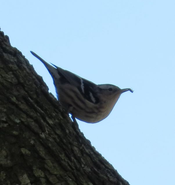 Black-and-white Warbler