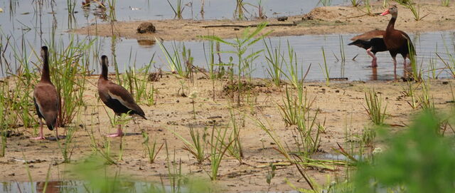 Black-bellied Whistling-Duck