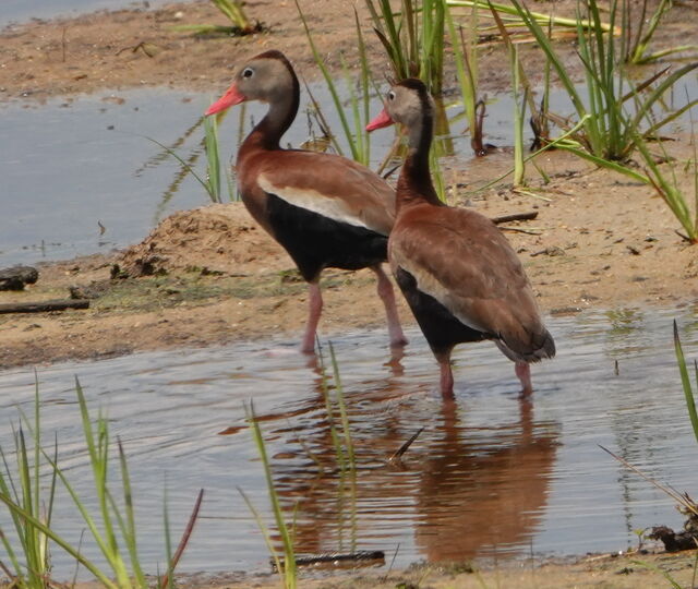Black-bellied Whistling-Duck