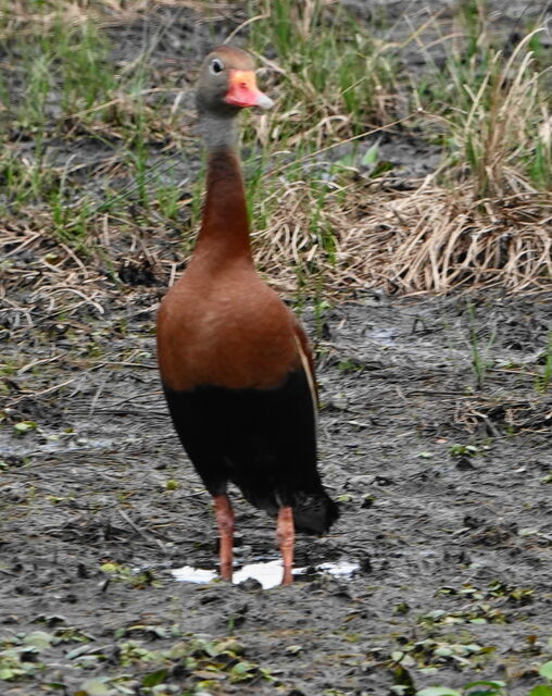 Blackbellied WhistlingDuck
