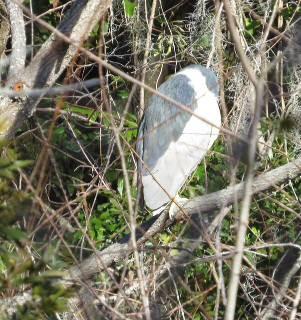 Black-crowned Night-Heron