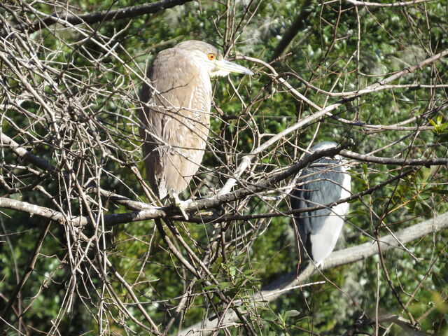 Black-crowned Night-Heron