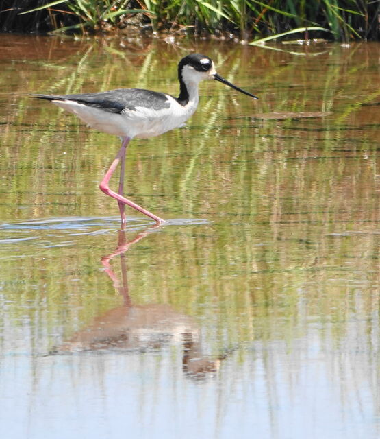 Black-necked Stilt