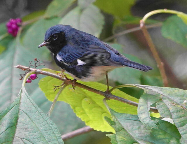 Black-throated Blue Warbler