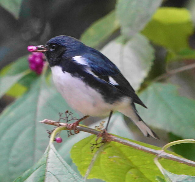 Black-throated Blue Warbler