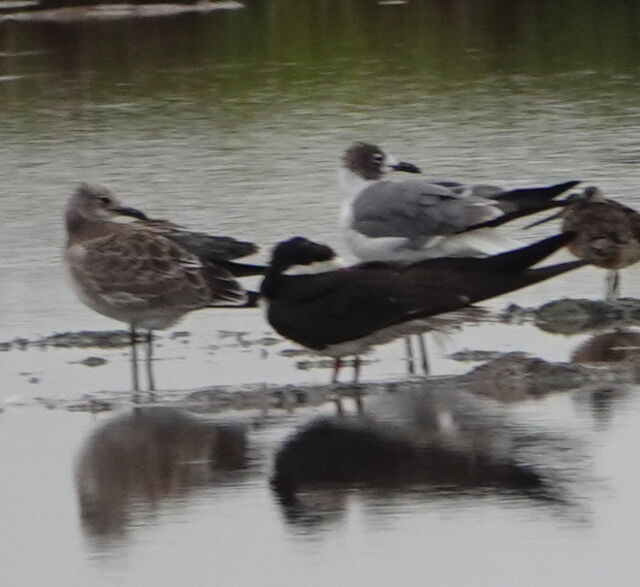 Black Skimmer
