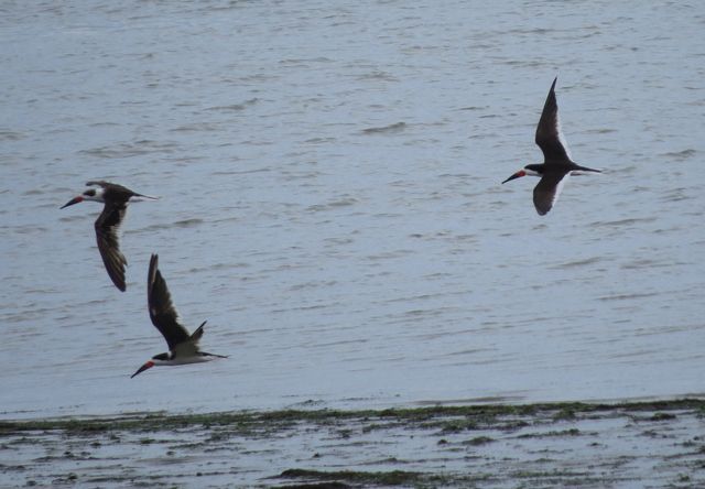 Black Skimmer