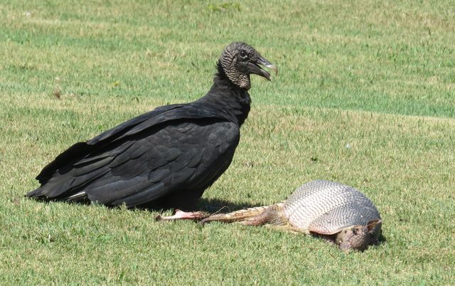 Black Vulture