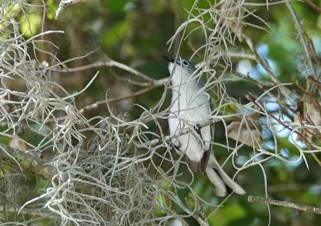 Blue-gray Gnatcatcher