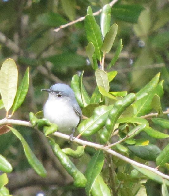 Blue-gray Gnatcatcher