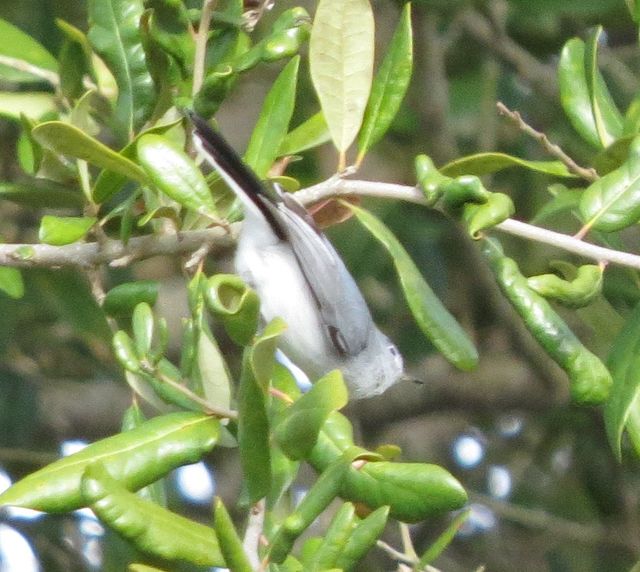 Blue-gray Gnatcatcher