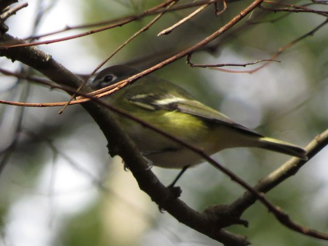 Blue-headed Vireo