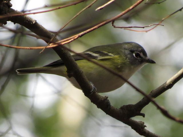 Blue-headed Vireo