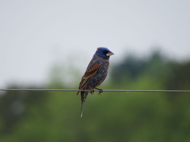 Blue Grosbeak