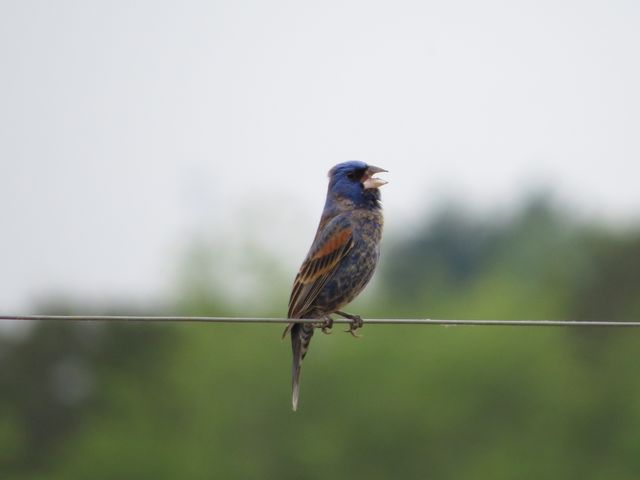 Blue Grosbeak