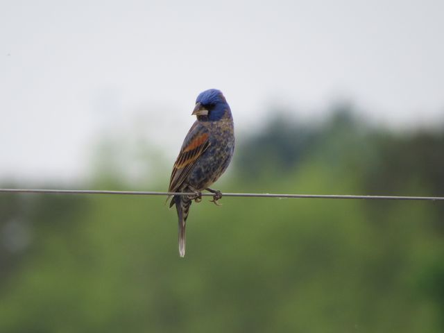 Blue Grosbeak