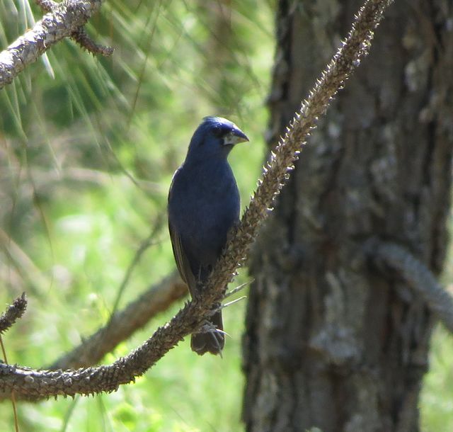 Blue Grosbeak