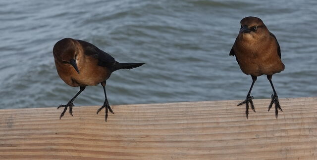 Boat-tailed Grackle