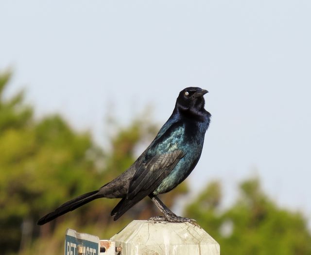 Boat-tailed Grackle