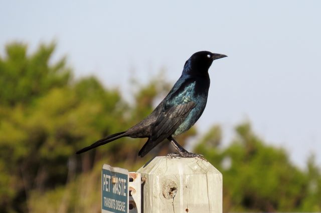 Boat-tailed Grackle