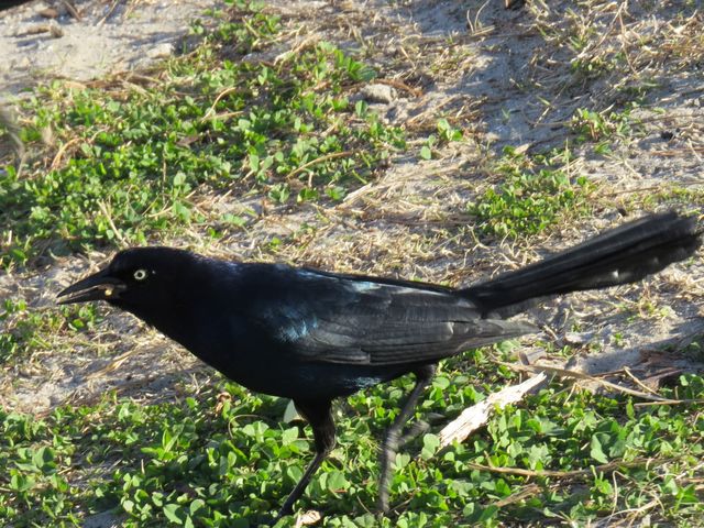Boat-tailed Grackle