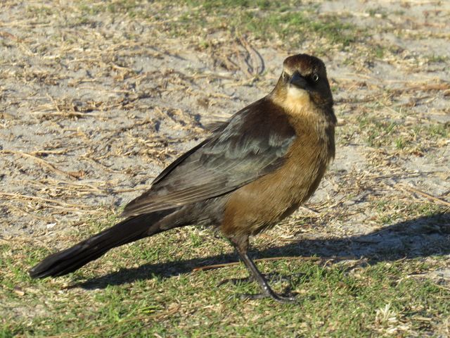 Boat-tailed Grackle