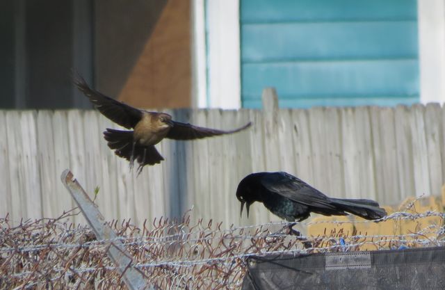 Boat-tailed Grackle