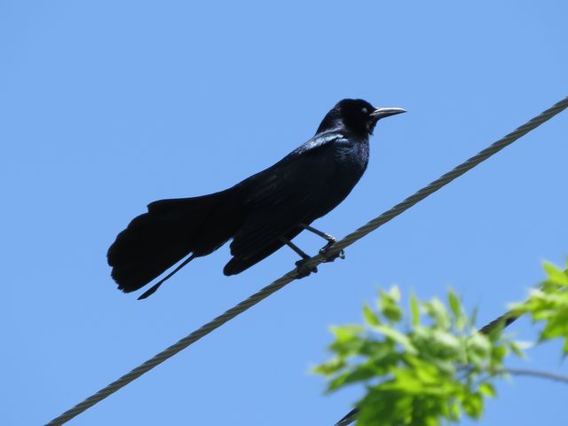 Boat-tailed Grackle