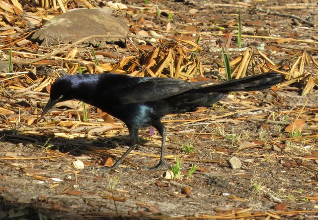 Boat-tailed Grackle